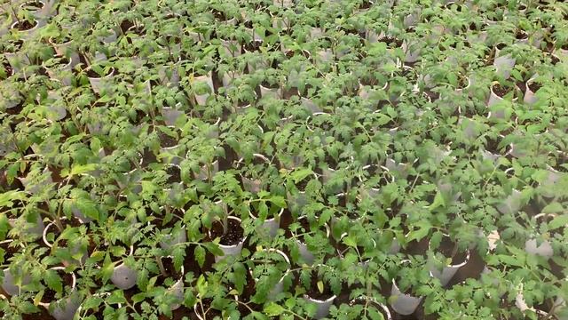 ТОМАТ четвёртая неделя после перевалки смотреть онлайн