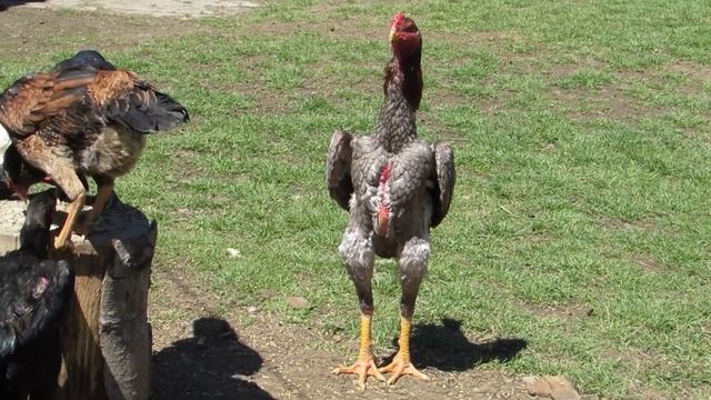 О Шамо Тбилиси. видео обзор ютуб канала #дакан #шамо #ошамо смотреть онлайн