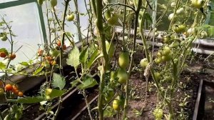 Томаты в теплице сахарная голова, хлебосольный, де барао, японский трюфель, златава, канары в июле