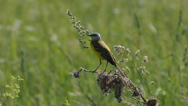 Желтая трясогузка (Western yellow wagtail) смотреть онлайн
