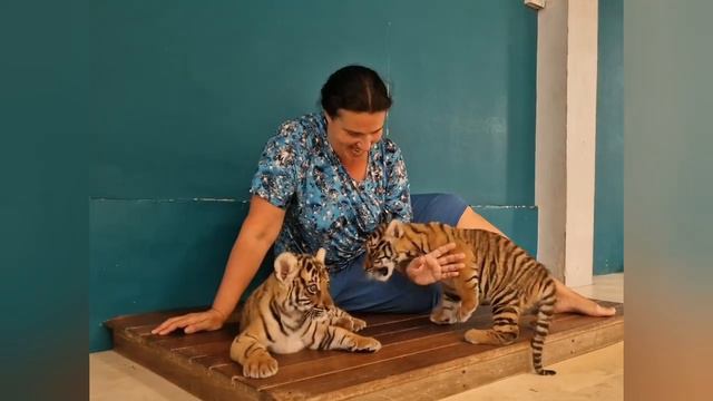 Догтренинг 548. Тигры в проекте ДТ. смотреть онлайн