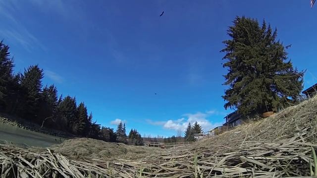 Top 10 Free Eagle Stock Videos | Royalty-Free Videos | Non-Copyright Videos | 4K Videos | HD Videos