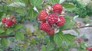 Ред Даймонд - новый сорт ежемалины.
