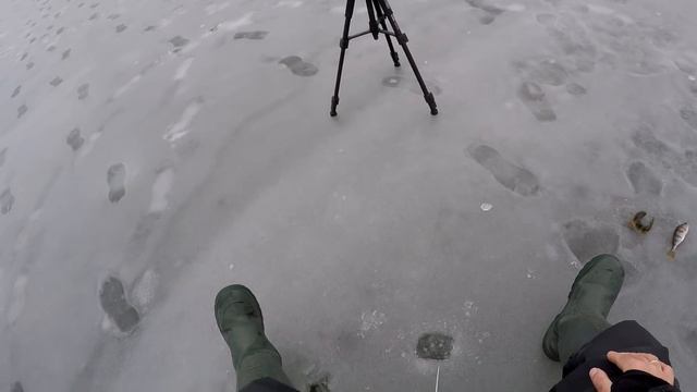 Зимняя рыбалка | Вид из подо льда смотреть онлайн