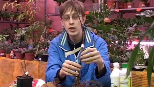 ДАЧНИКИ (выпуск 16) - выбор саженца с открытой корневой системой. Подробнее www.5-nt.ru смотреть онлайн