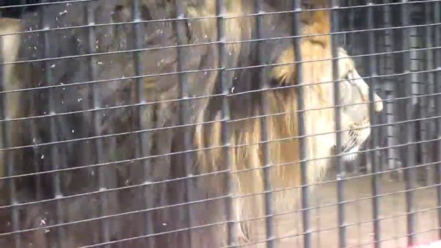 Зоопарк Луганска смотреть онлайн