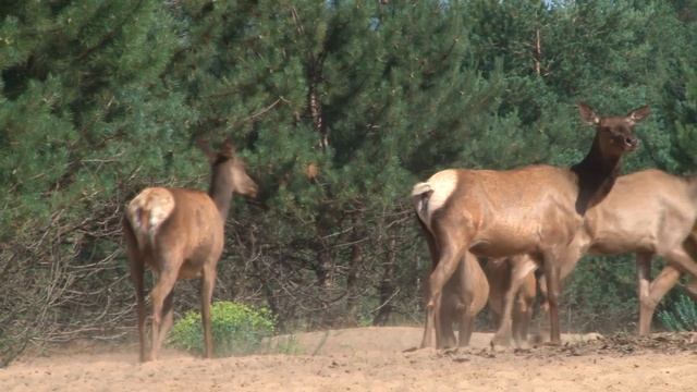 Марал (дичеразведение) смотреть онлайн