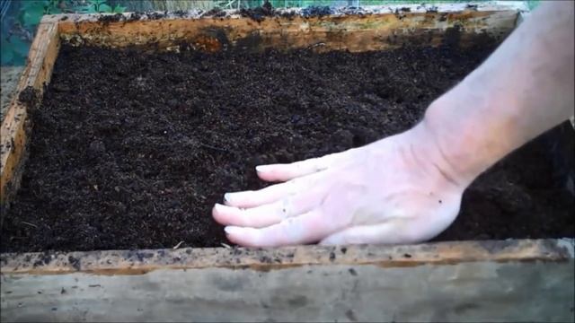 Как вырастить лук из семян (чернушки)/Zwiebeln anbauen: Samen, Aussaat, Pflege/Cebollas de semilla смотреть онлайн