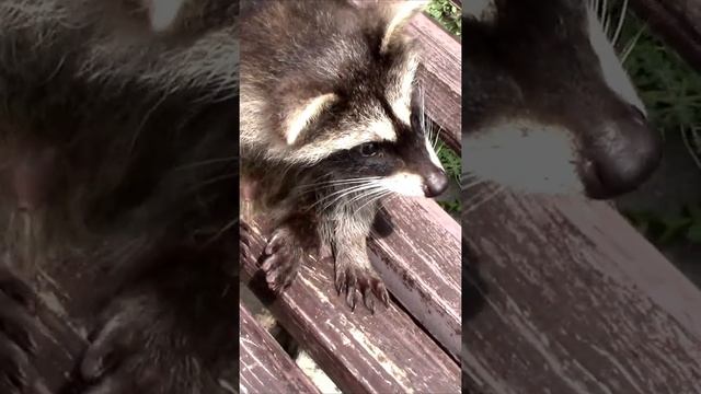 МАЛЕНЬКИЙ ЕНОТИК на лавочке #Shorts (little raccoon) смотреть онлайн