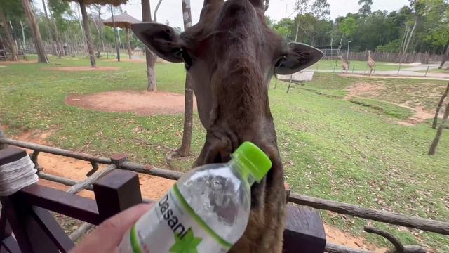 Фукуок что посмотреть? КОРМИМ ЖИРАФОВ. Куда сходить? ФУКУОК сафари парк, зоопарк. смотреть онлайн