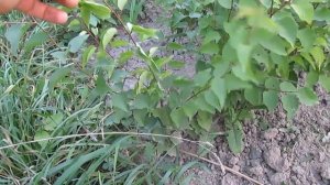 Посадка косточки сливы в землю