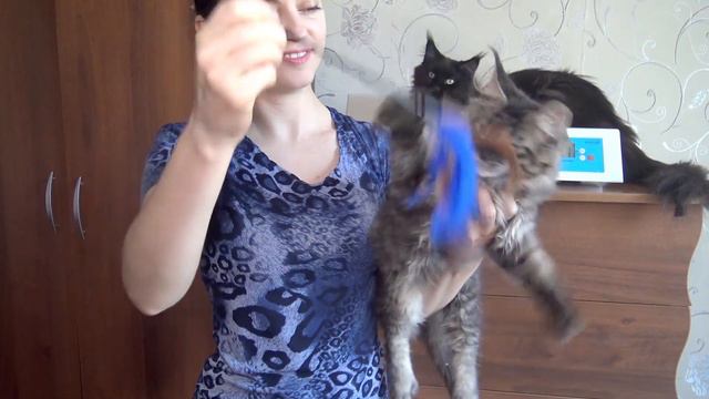 ЛИРИКУМ Инквизитор Мордович 3 месяца / просто крупный красавец мейн-кун смотреть онлайн