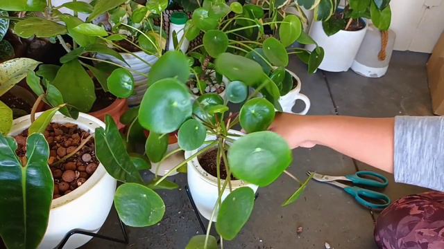Pilea Peperomioides, Repot, New pot, New Year смотреть онлайн