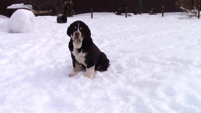 щенки питомника Флоулесс Стайл/ Puppies Of Mastin Espanol In Kennel  Flawless Style /spanish Mastif