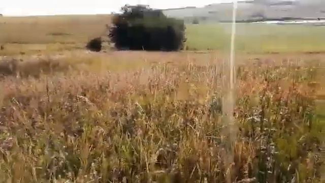Прогулка в поле с курхааром Ромкой. смотреть онлайн
