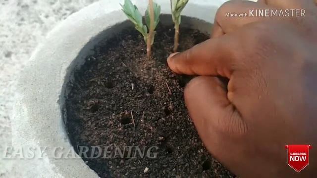 How to grow purslane /portulaca oleracea plants from cuttings смотреть онлайн