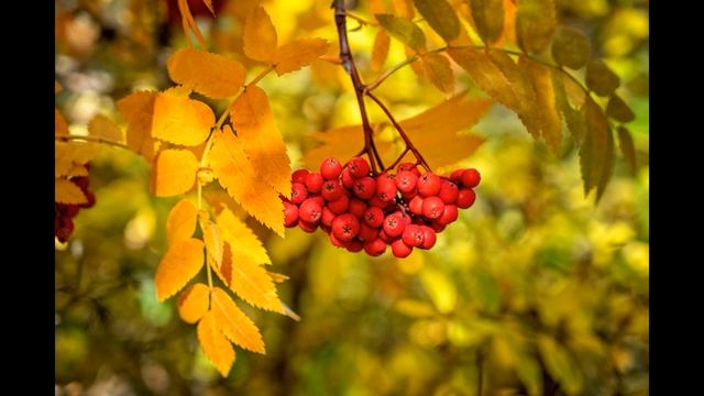 Плейкаст Чайкина Н 6 Г 2018 Есенин Отговорила роща смотреть онлайн