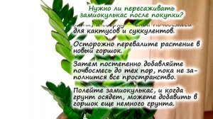 ЗАМИОКУЛЬКАС ? почему плачет и скручивается, болезни и вредители замиокулькаса – как бороться?