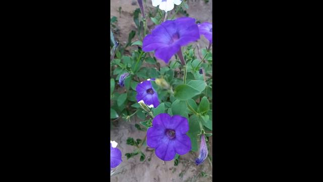 Роскошь Вейгелы и радости в саду отдохни смотреть онлайн