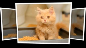 ★ Как приучить котенка к лотку быстро. Как приучить кота к туалету