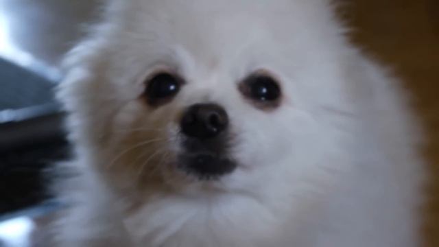 Gabe The Dog (Trap Remix)