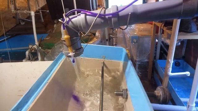 Разведение стерляди в домашнем УЗВ. Инкубация икры. смотреть онлайн