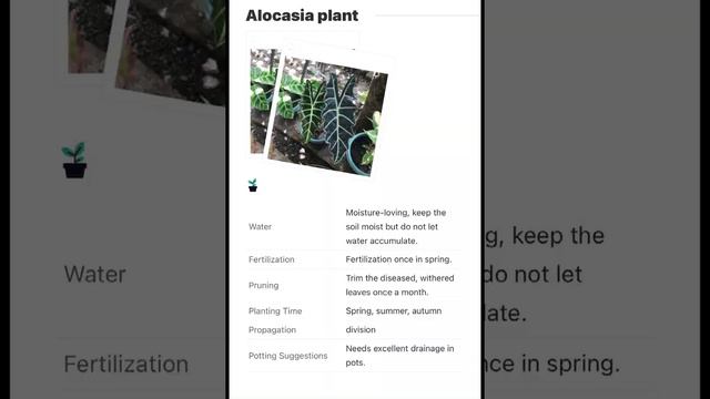 Alocasia plant смотреть онлайн