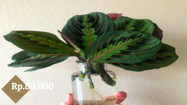 JENIS JENIS CALATHEA смотреть онлайн