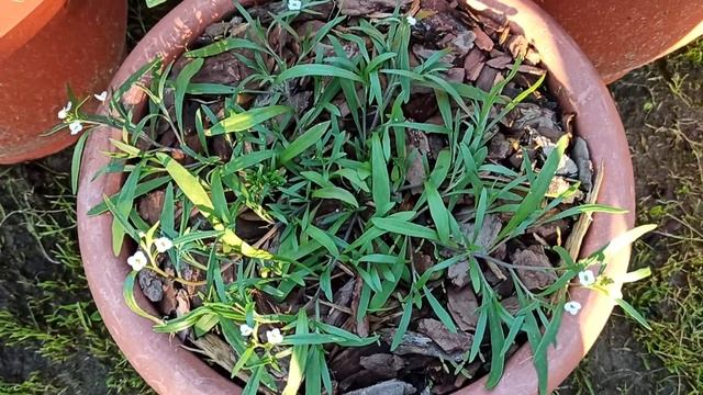 Как подросли за месяц черенки от Агрофирмы "Виола". Петунии и пеларгонии. смотреть онлайн