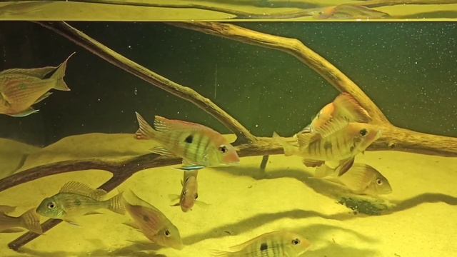 Красота геофагусов смотреть онлайн