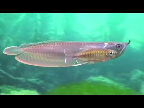 Арована смотреть онлайн