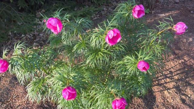 2024 год - время встреч в Фантазиях у леса