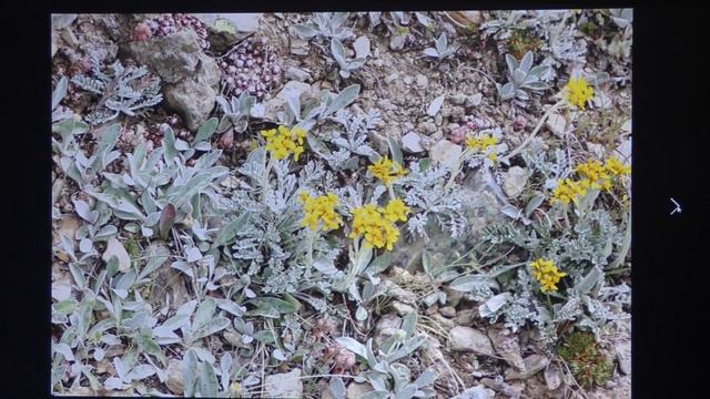 Conférence S Rémy: Virée botanico culturelle en Suisse смотреть онлайн