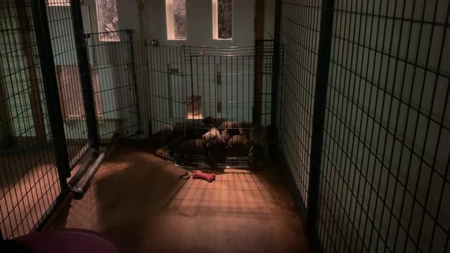 41 Day Old Doberman Puppies going outside at night to go to the bathroom. Puppies pee & poop outsid смотреть онлайн