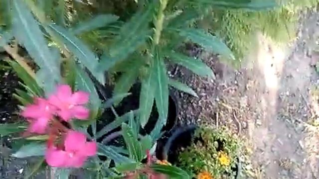 Комнатные цветы и чуть-чуть садовых. Апрель 2020. смотреть онлайн