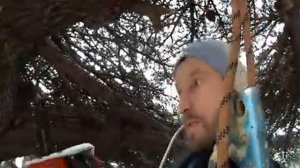 Санитарная обрезка Кедра  Алупка 2017 г