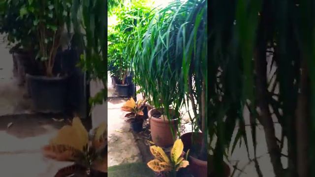 #shortvideo #rajdhani nursery #nursry dracena draco смотреть онлайн