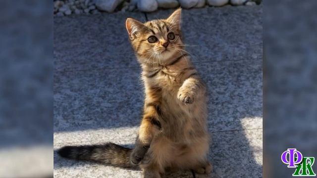 - Утибоземой, да ты настоящий зебр! – мужчина сгрёб КОТЁНКА, радуясь находке, и… смотреть онлайн