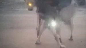 Вязка дворняг!