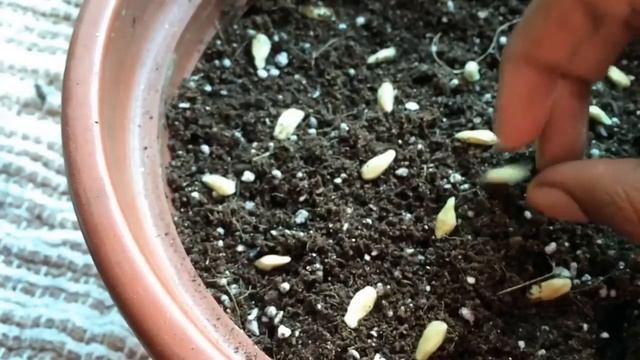 Planting Kaffir Lime - Part 1 смотреть онлайн