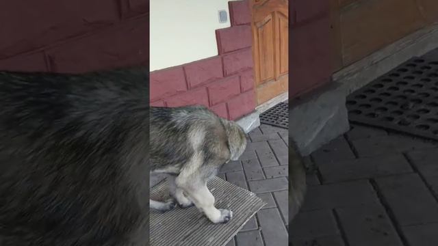 Алабай+кавказец.Моя доця🤯🤯😤😤😲😲 смотреть онлайн