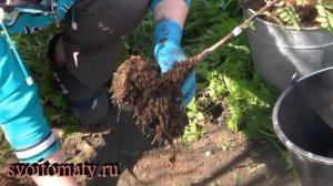 Посадка саженца рябины