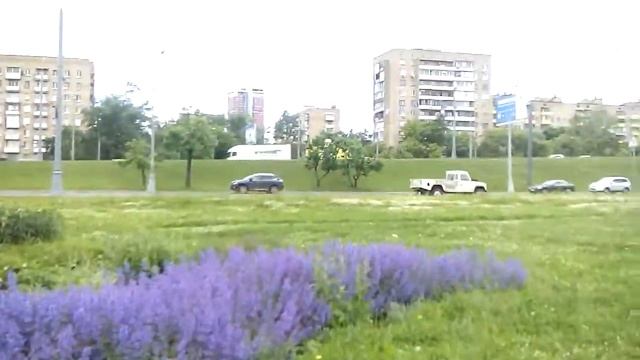 Ростокино, клумба цветет Котовник- кошачья мята. смотреть онлайн