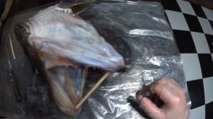 Процесс изготовления чучела из головы крупной ЩУКИ.