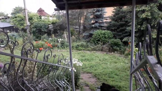 Роза Гирлянд дАмур смотреть онлайн