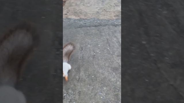 Конец Золотой Осени. Щ-ковские белки смотреть онлайн