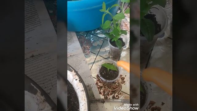 Черенкование Тайдал Вейв Чери, и выращивание маточников. смотреть онлайн