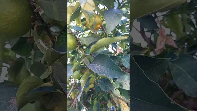 Кипр, Лимасол, лимон, лимоны, дерево с лимонами, лимоновое дерево