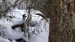 Обработка капканов.