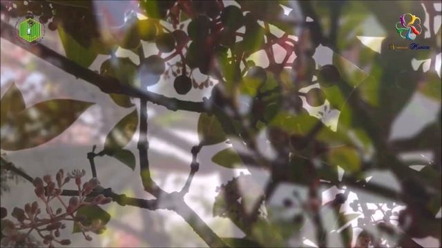 Parijata (Medinilla speciosa) Ciri, Habitat dan Khasiatnya | Sub Indo-English-Arab| Al Miftahainy смотреть онлайн